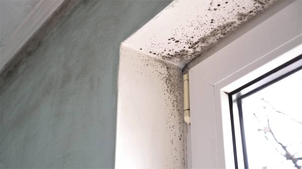 Office Mold Removal Services in New Middletown, OH
